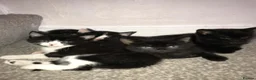 Mixed Breed cats for sale: Five adorable kittens looking for a good home - Advert 1