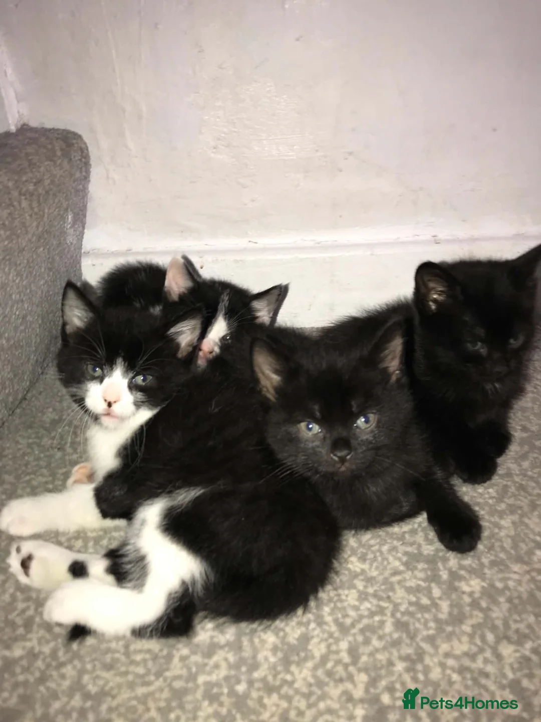 Mixed Breed cats for sale: Five adorable kittens looking for a good home - Advert 1