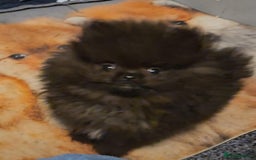 Pomeranian dogs for sale: TINY miracle KC Pomeranian 907grams at 16 weeks - Image 4