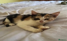 Mixed Breed cats for sale: Two kittens looking for forever home - Image 5