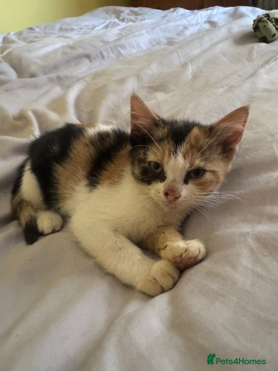 Mixed Breed cats for sale: Two kittens looking for forever home - Image 5