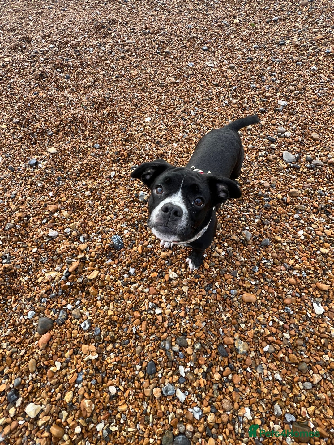 Mixed Breed dogs for sale: Female cocker bull  - Advert 12