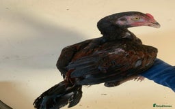 Chickens poultry for sale: Pure Miawali Aseel Stags - Image 4