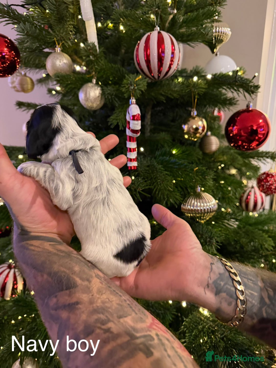 Cocker Spaniel dogs for sale: KC registered show type cocker spaniel  - Advert 19