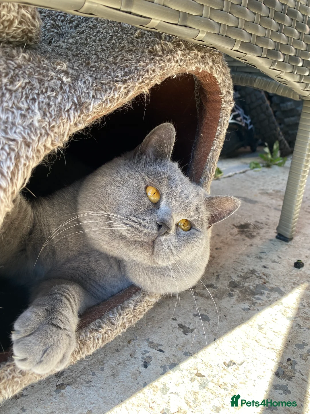 British Shorthair cats for stud: ⭐️ Beautiful blue stud Derbyshire ⭐️ in Derby - Advert 2