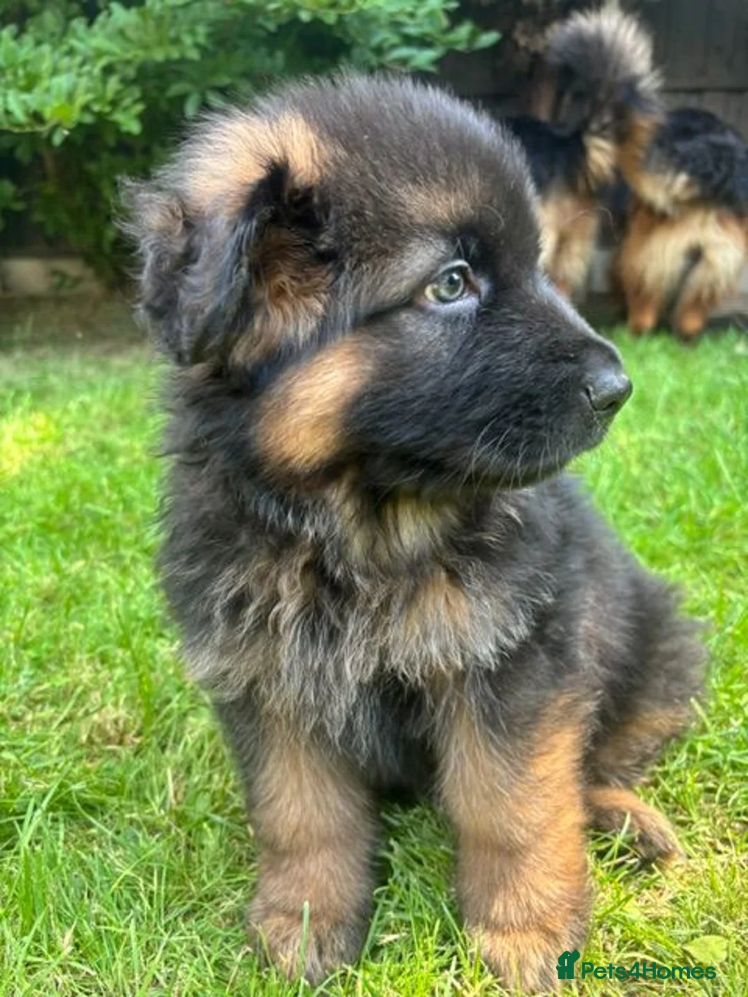 German Shepherd dogs for sale: Stunning GSD working line puppies  - Advert 2