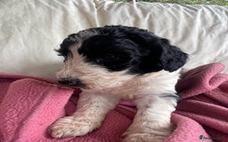 Bordoodle dogs for sale: Adorable Bordoodle (collie-poo) pups for sale  - Image 13