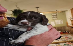 English Springer Spaniel dogs for sale: KC Registered ESS Pups *WELL MARKED* - Image 25