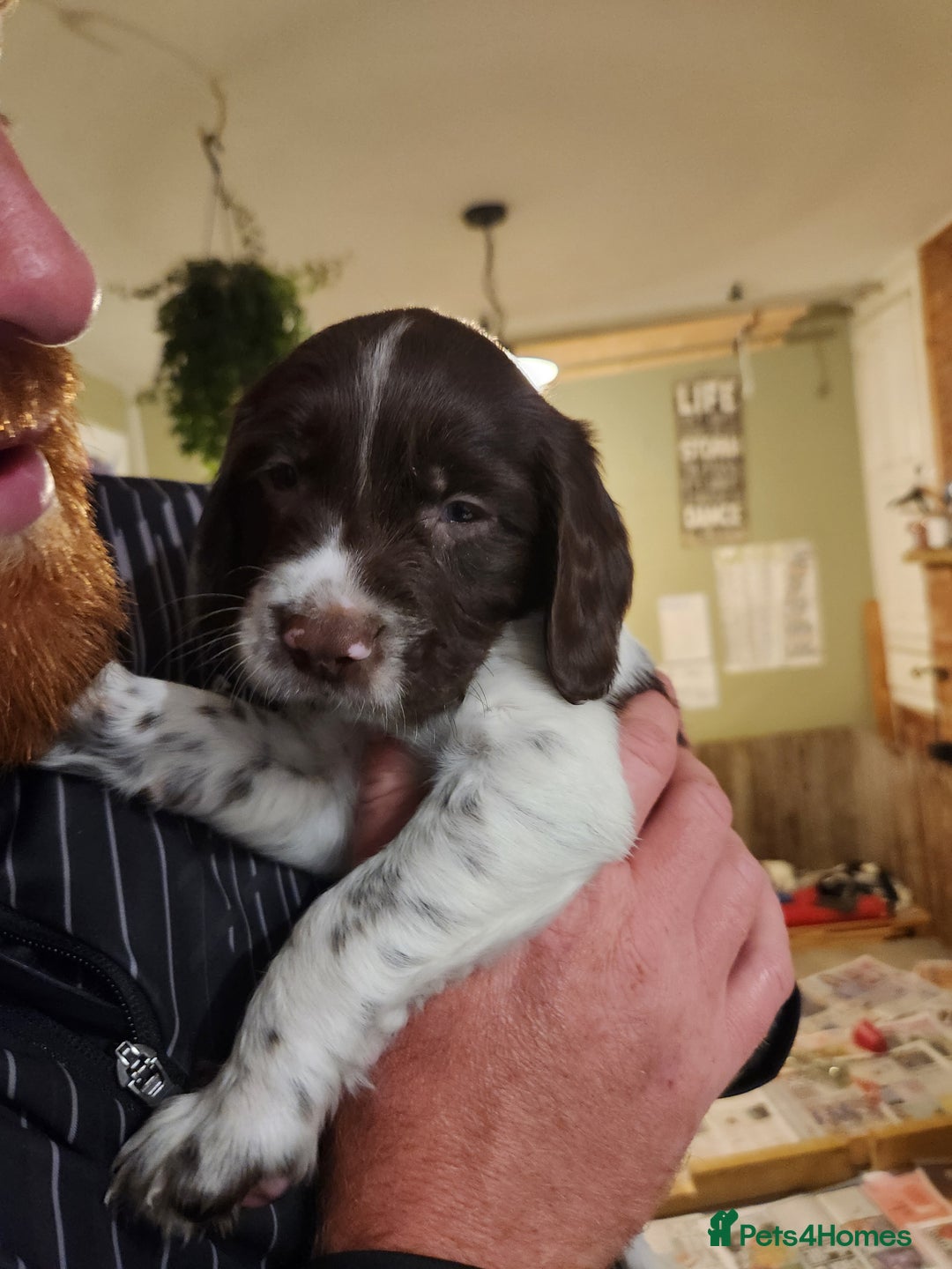 English Springer Spaniel dogs for sale: KC Registered ESS Pups *WELL MARKED* - Image 25