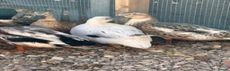 Ducks poultry for sale: Miniature silver appleyards - Advert 2