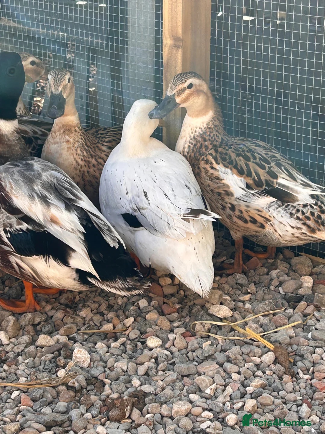 Ducks poultry for sale: Miniature silver appleyards - Advert 2