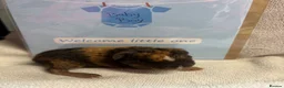 Guinea Pig rodents for sale: 2 beautiful boys  - Advert 23