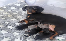 Miniature Dachshund dogs for sale: 🐾 Miniature Dachshund Puppies for Sale 🐾 - Image 1