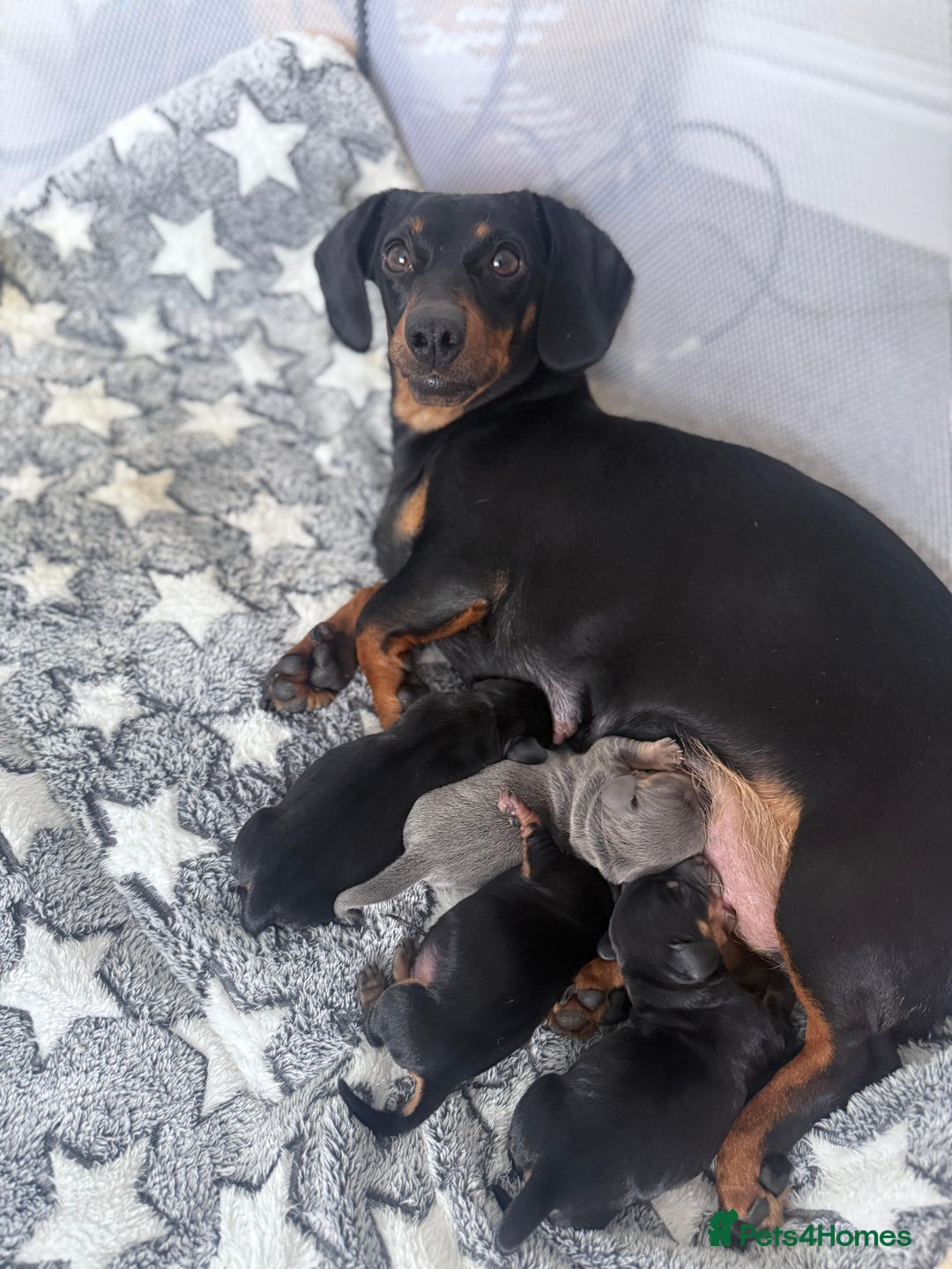 Miniature Dachshund dogs for sale: 🐾 Miniature Dachshund Puppies for Sale 🐾 - Image 1