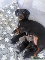 Miniature Dachshund dogs - Advert 10