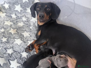 Miniature Dachshund dogs - Advert 1