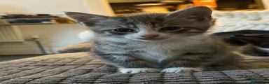 Harvey