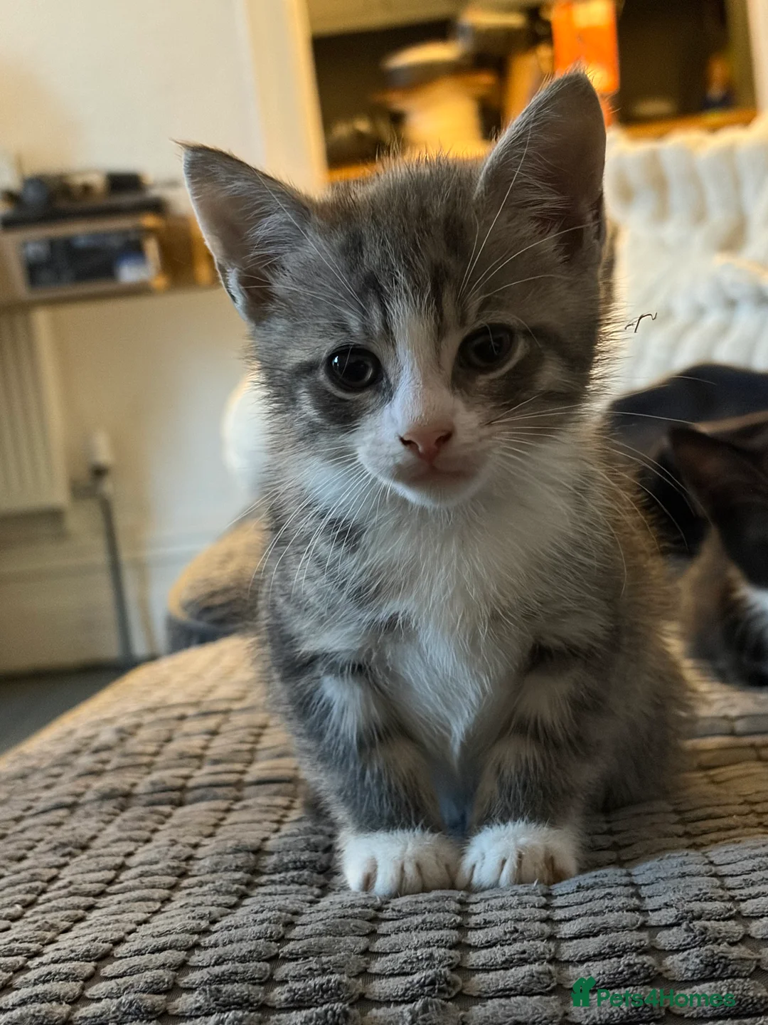 Mixed Breed cats for sale: 4 KITTENS BRYNMAWR  - Advert 5