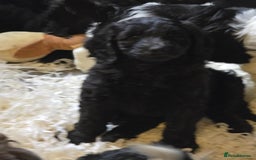 Labradoodle dogs for sale: Gorgeous Labradoodle Babies  - Image 18