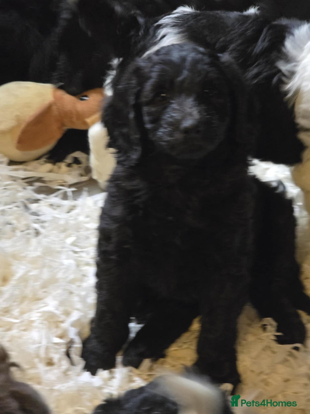 Labradoodle dogs for sale: Gorgeous Labradoodle Babies  - Image 18