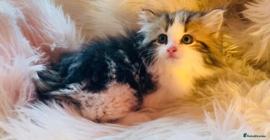 Mixed Breed cats - Advert 5