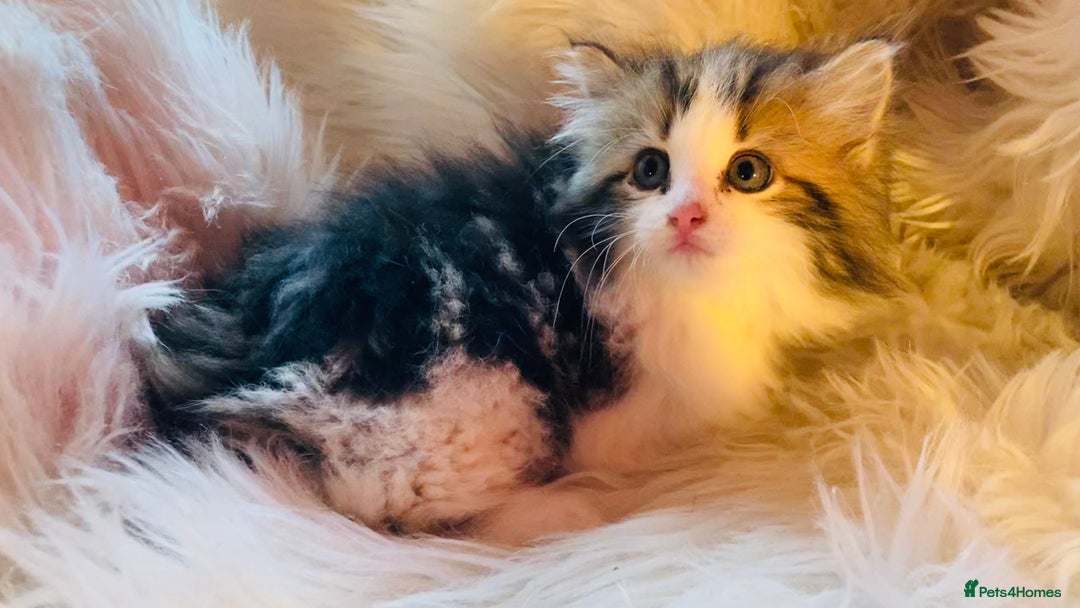 Mixed Breed cats for sale: Super gorgeous Maine coon kittens ready to go now - Image 2