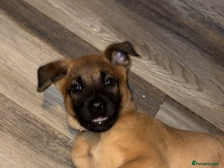 Mixed Breed dogs Belgian mali cross bullgreyhound PUPPIES - Advert 14