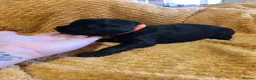 Sprocker dogs for sale: GORGEOUS SPROCKER PUPPIES  - Advert 18