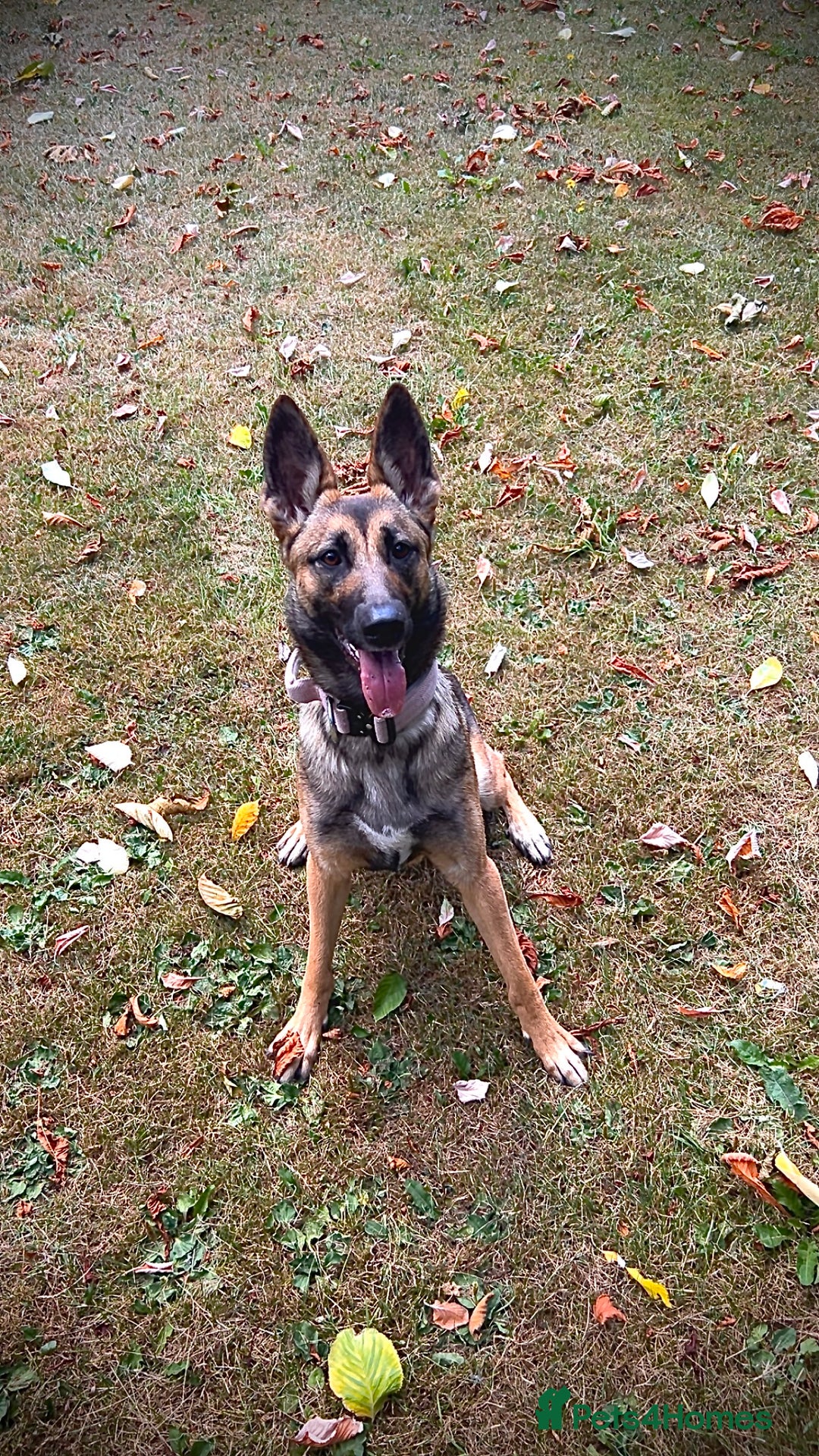 Mixed Breed dogs for sale: Belgian malinois x German Shepherd puppies  - Advert 1