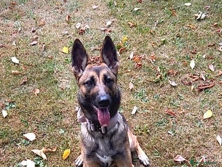 Mixed Breed dogs Belgian malinois x German Shepherd puppies - Advert 1