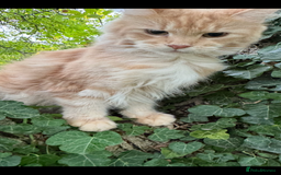 Maine Coon cats for sale: Beautiful female Maine Coone - Image 9