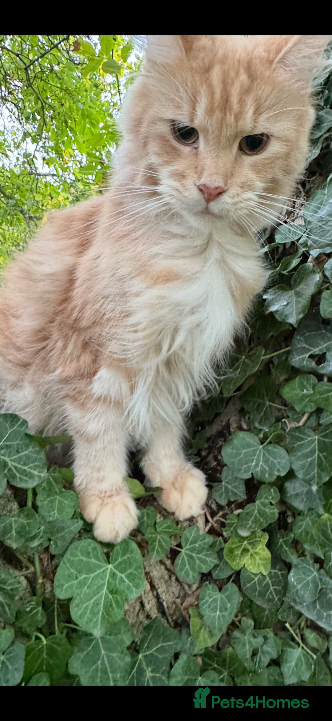 Maine Coon cats for sale: Beautiful female Maine Coone - Image 9