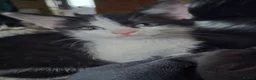 Mixed Breed cats for sale: 3 boys, 6 girls - Advert 3