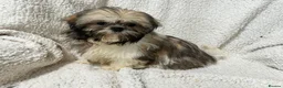 Shih Tzu dogs for sale: 4 Shih Tzu bitches - Advert 2