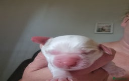 Cockapoo dogs for sale: Beautiful cockapoo boy  in Rotherham - Image 20