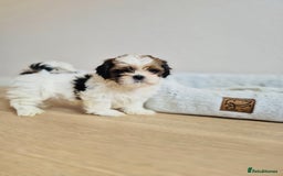 Shih Tzu dogs for sale: Shihtzu  - Image 2