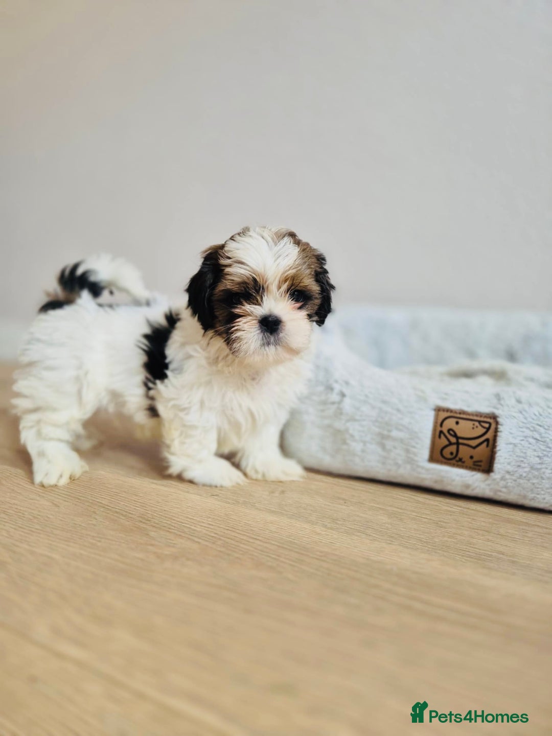 Shih Tzu dogs for sale: Shihtzu  - Image 2