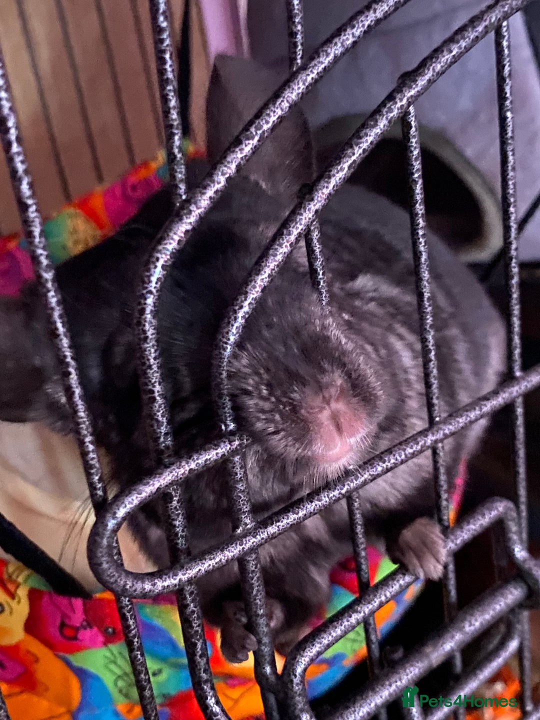 Chinchilla rodents for sale: Handsome Tuxedo - Image 5