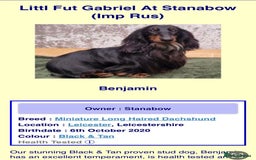 Miniature Dachshund dogs for sale: Stunning top quality miniature dachshund babies  - Advert 10
