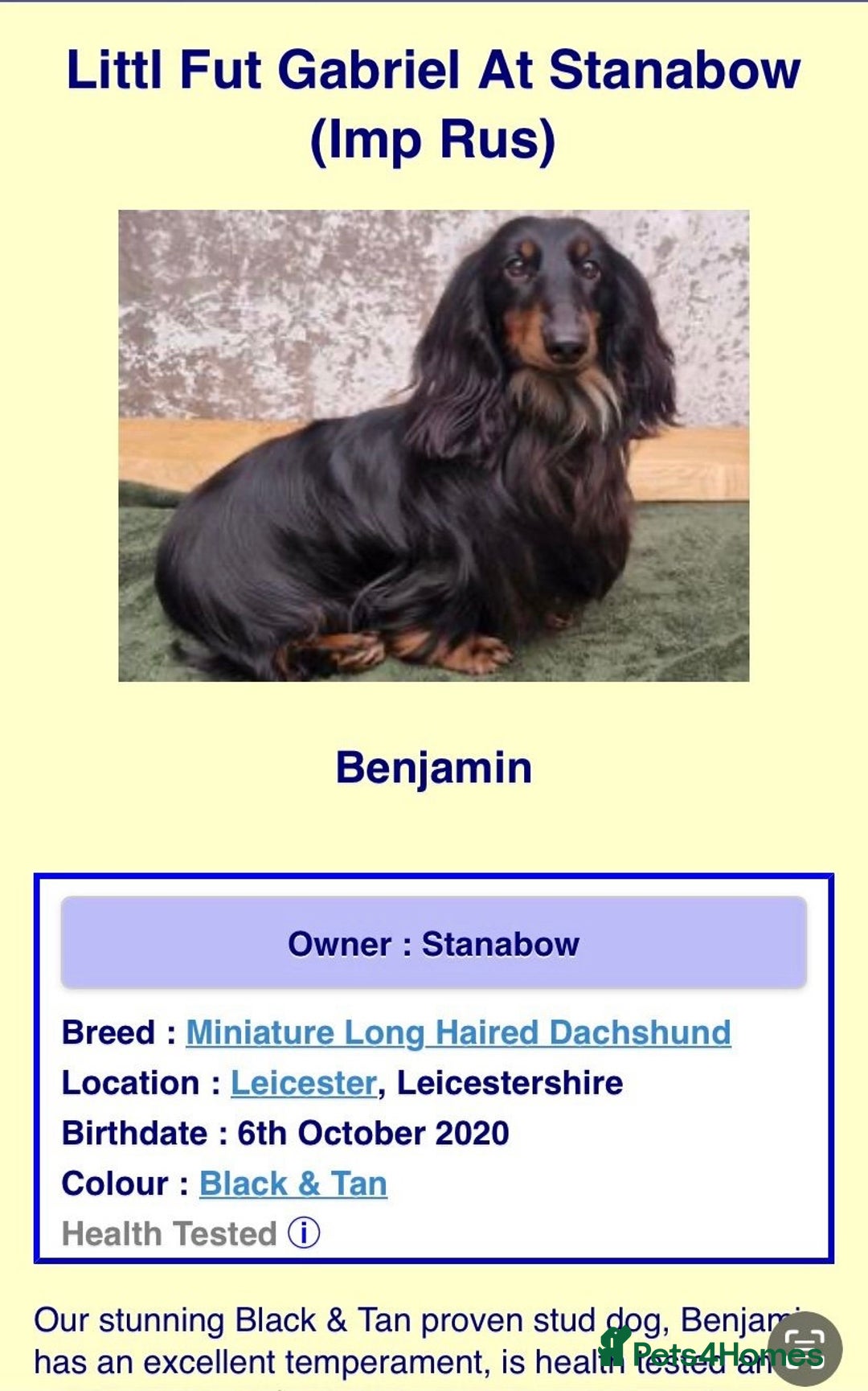 Miniature Dachshund dogs for sale: Stunning top quality miniature dachshund babies  - Advert 10