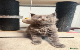 Maine Coon cats for sale:  Maine Coon Kittens Looking for Loving Homes 🐾 - Image 15