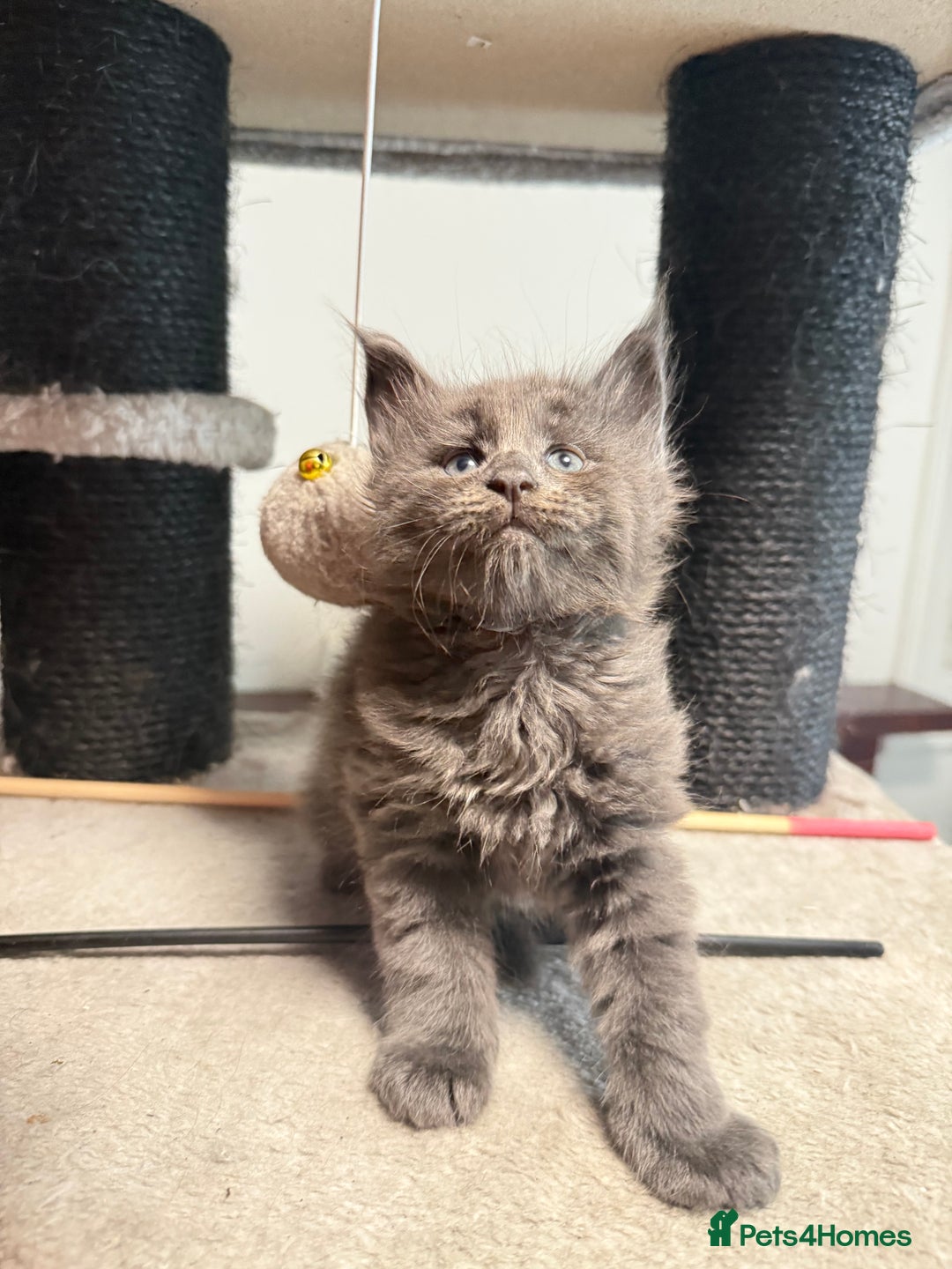 Maine Coon cats for sale:  Maine Coon Kittens Looking for Loving Homes 🐾 - Image 15
