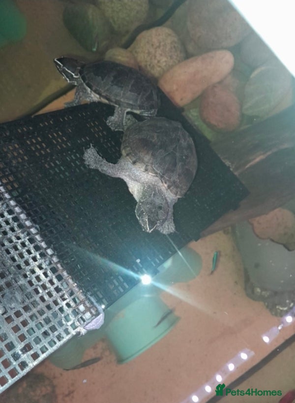 Turtle reptiles Common musk turtles  - Advert 1