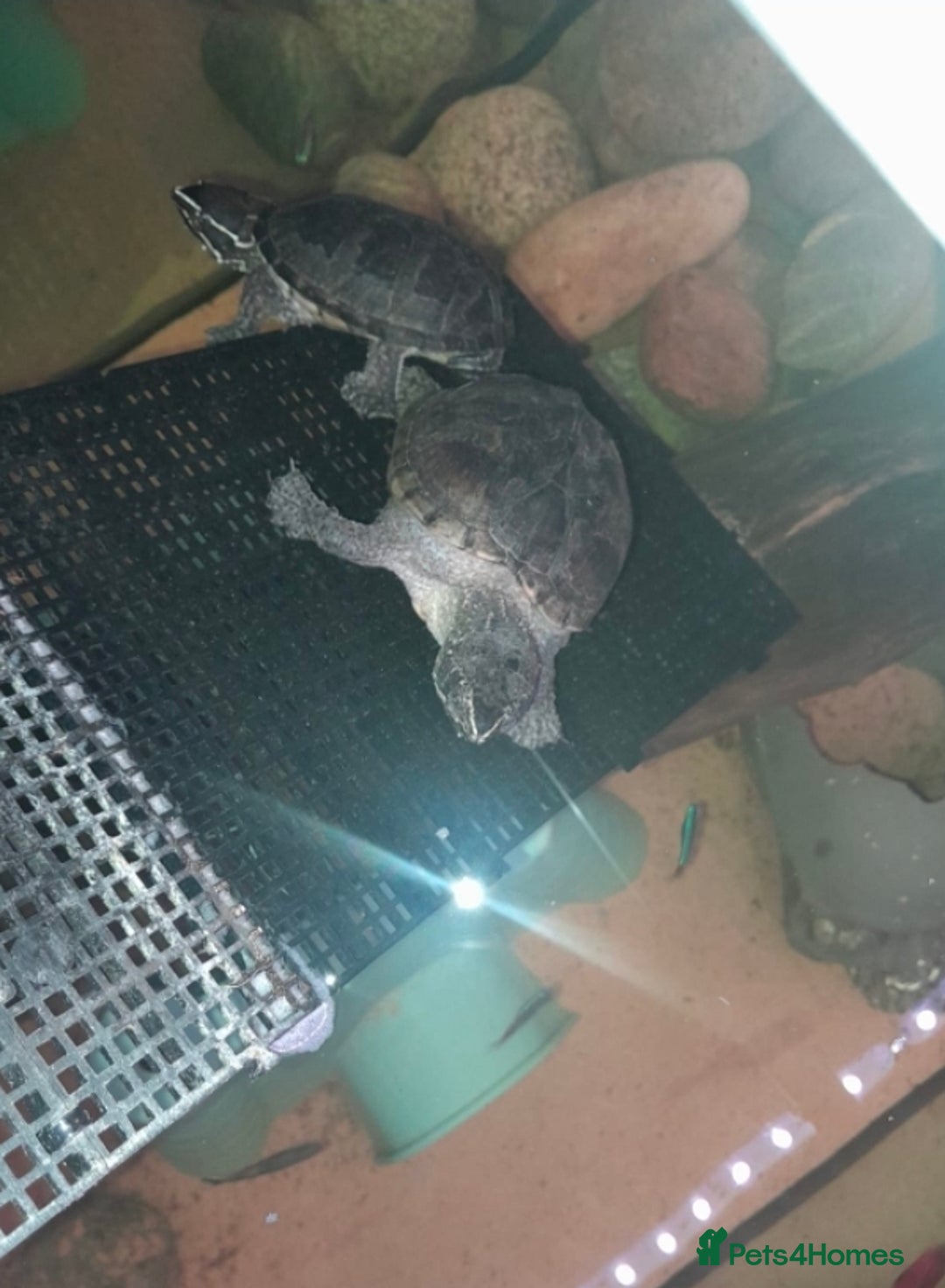 Turtle reptiles for sale: Common musk turtles  - Advert 1