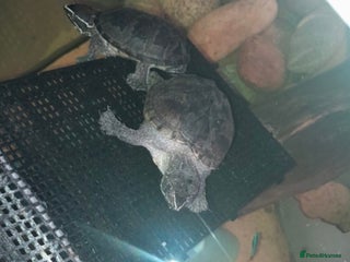 Turtle reptiles Common musk turtles - Advert 1