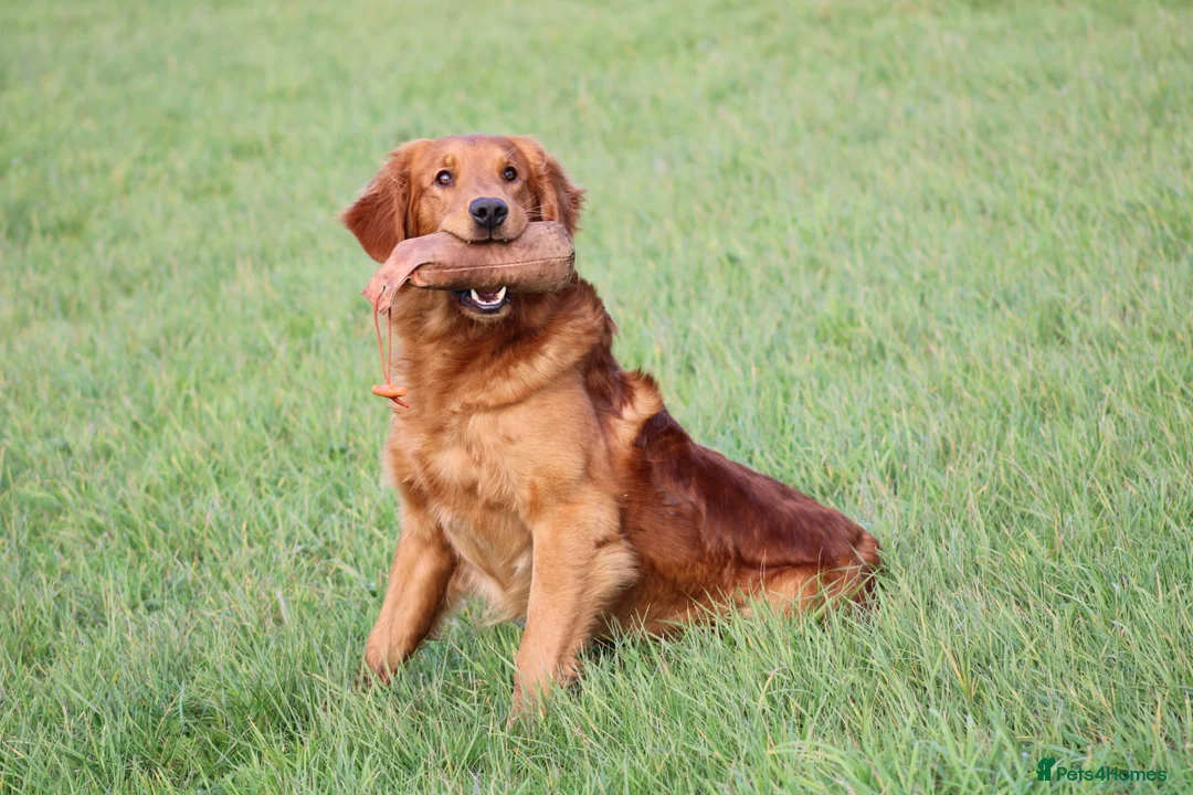 Golden Retriever dogs for stud: EXTENSIVELY health tested with excellent results! in Newark - Advert 25