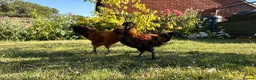 Chickens poultry for sale: 3 polish cocks  in Rayleigh - Advert 5