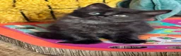 Mixed Breed cats for sale: Stunning kittens 🐈‍⬛  - Advert 25