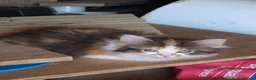 Mixed Breed cats for sale: She/her in Swindon - Advert 2