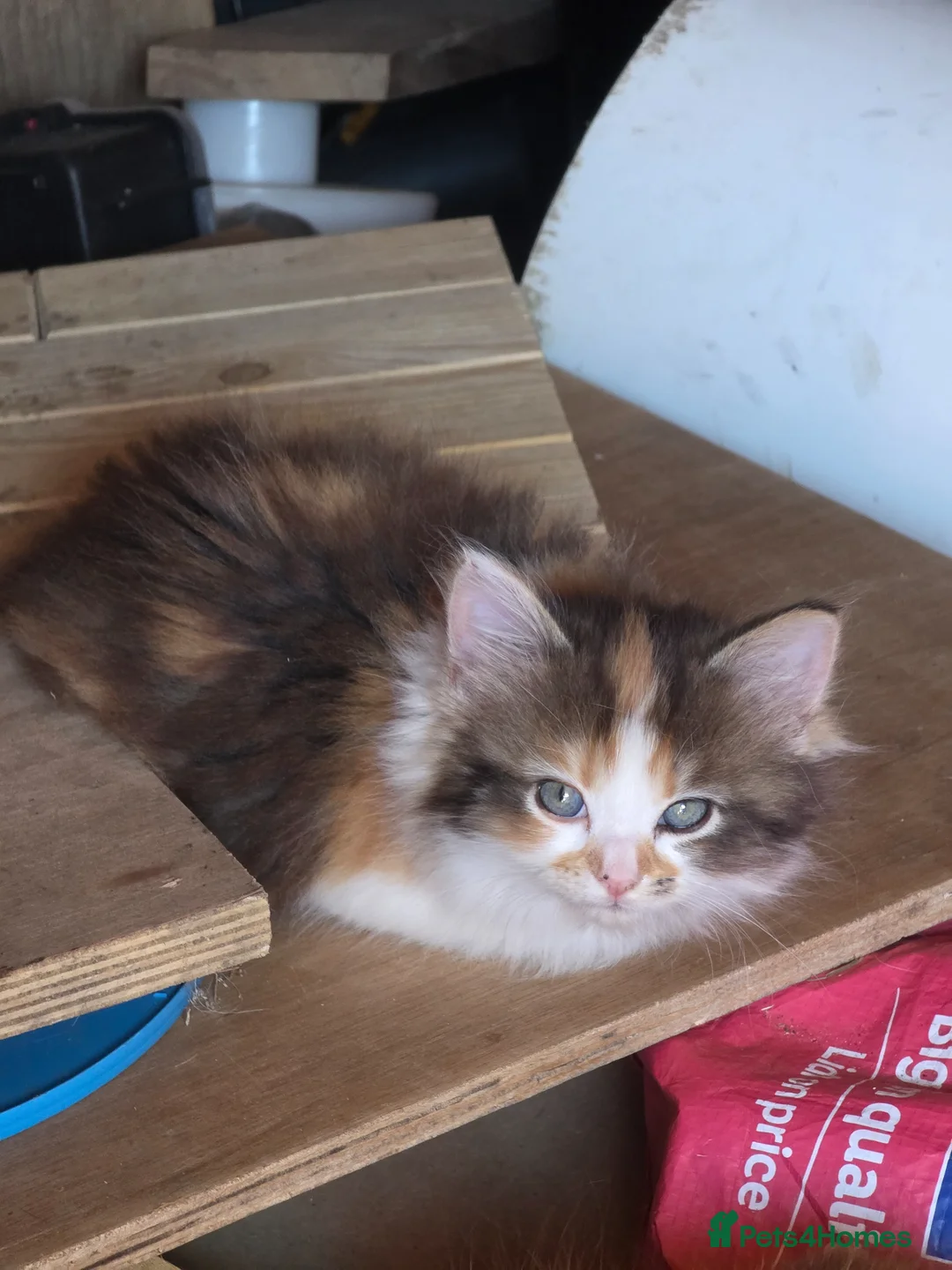 Mixed Breed cats for sale: She/her in Swindon - Advert 2